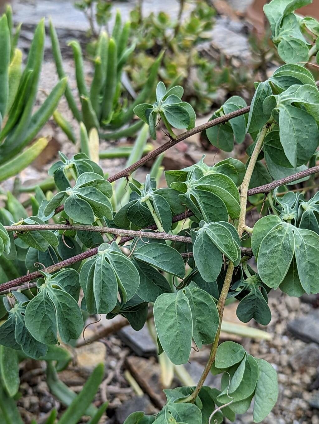 Adenia fruticosa — houseplant care guide