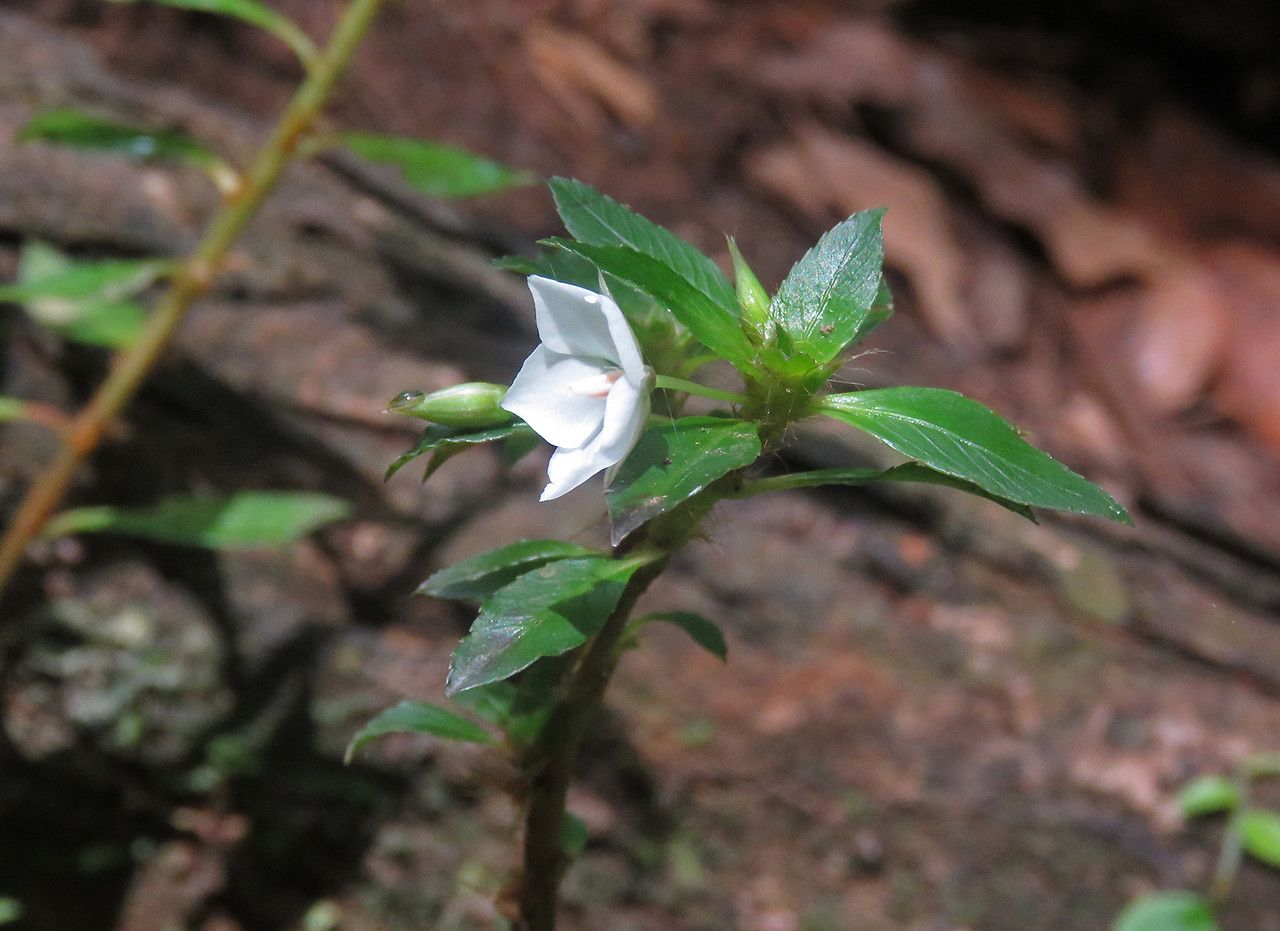 Sauvagesia erecta — houseplant care guide