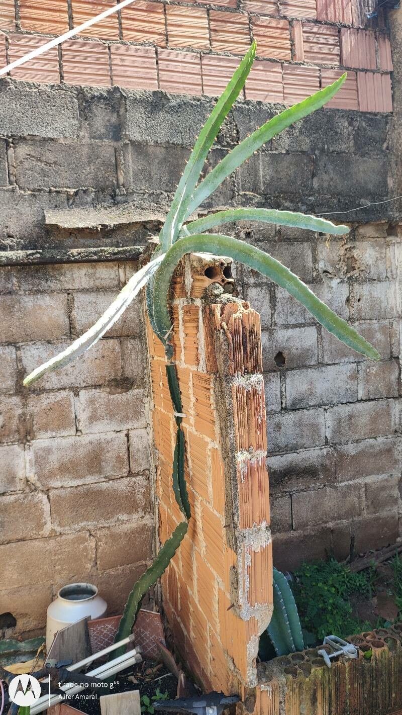 Hylocereus ocamponis habit