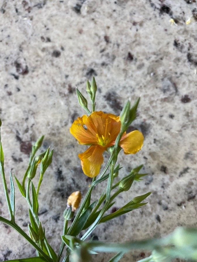 Linum rigidum — search result for 'Linum'