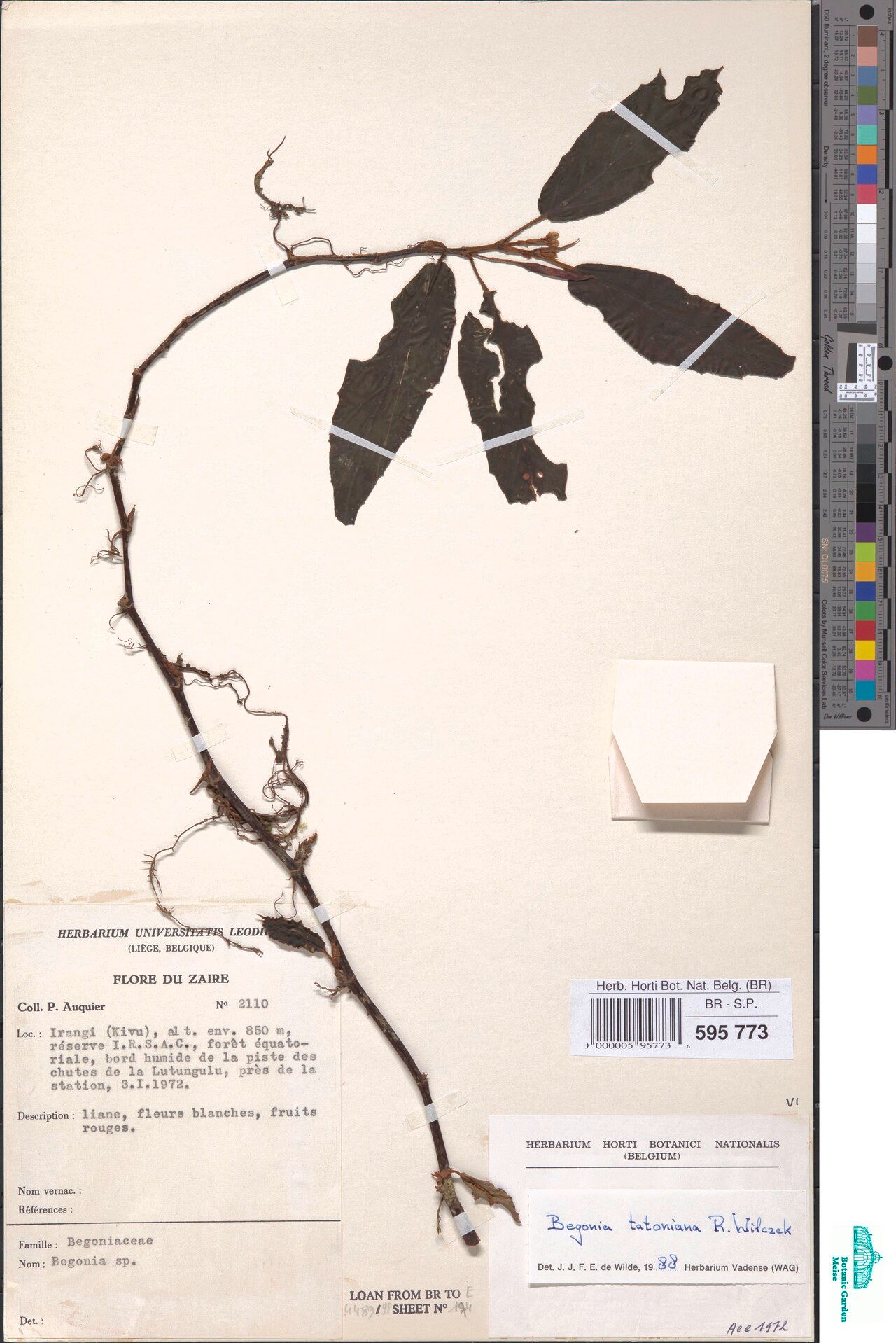 Begonia tatoniana — houseplant care guide