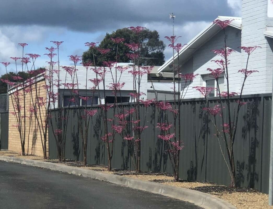 Toona sinensis flower