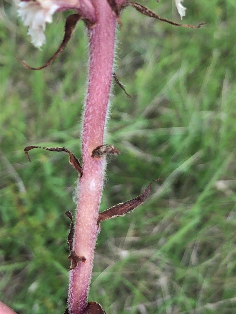 Orobanche amethystea — related species from the same genus