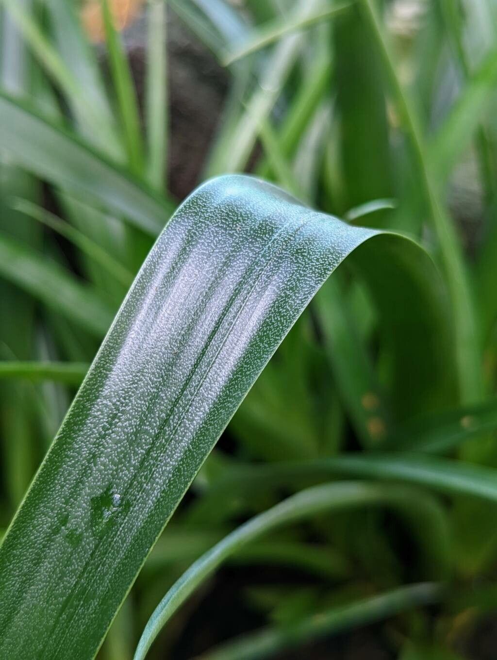 Tillandsia lajensis — search result for 'Tillandsia'
