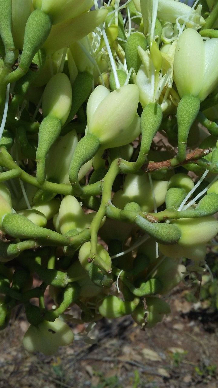 Daniellia oliveri flower