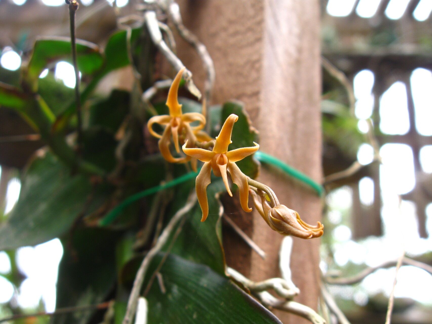 Angraecum claessensii flower