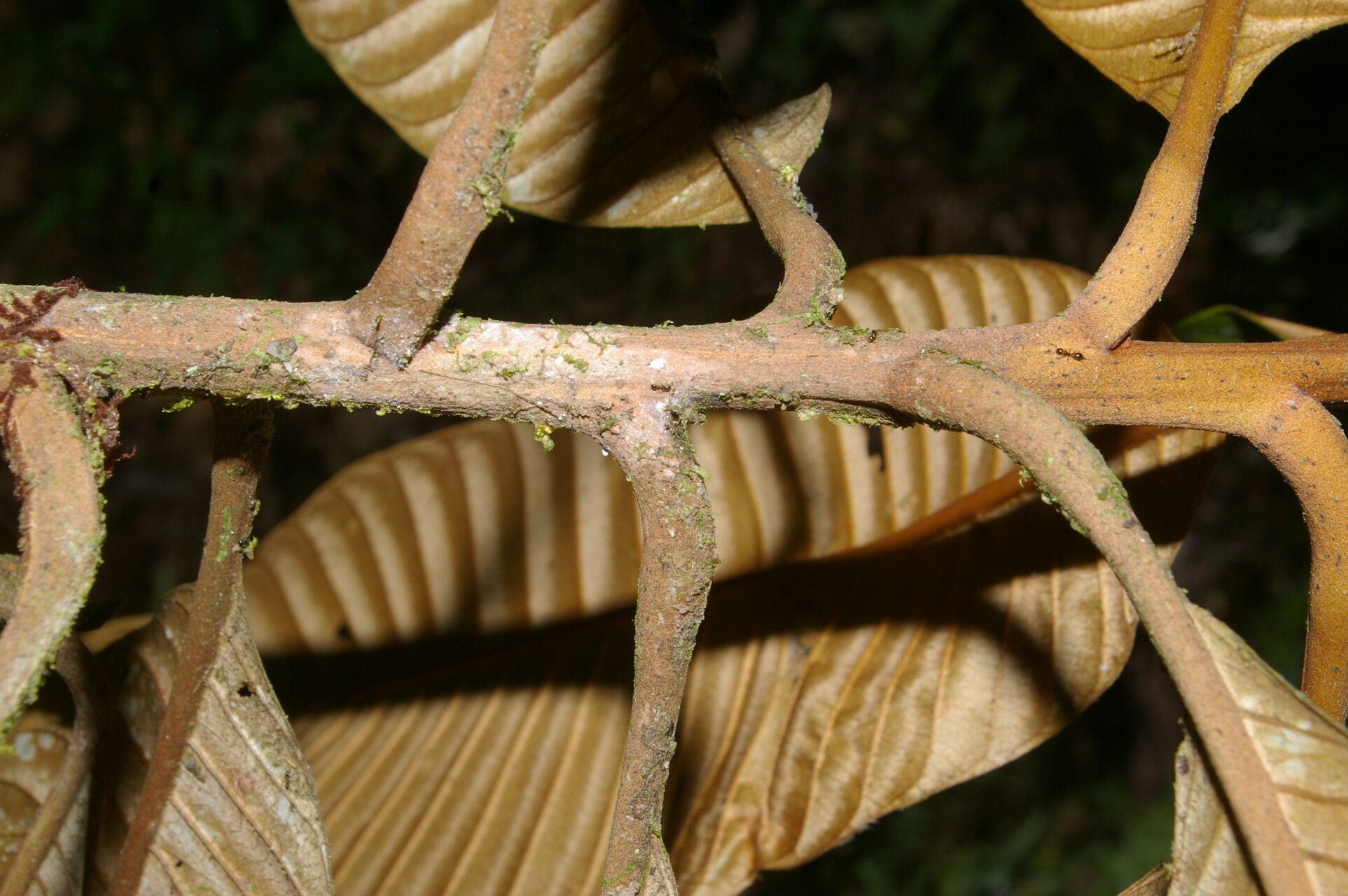 Pouteria silvestris bark