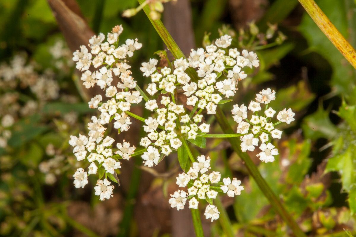 Berula erecta flower