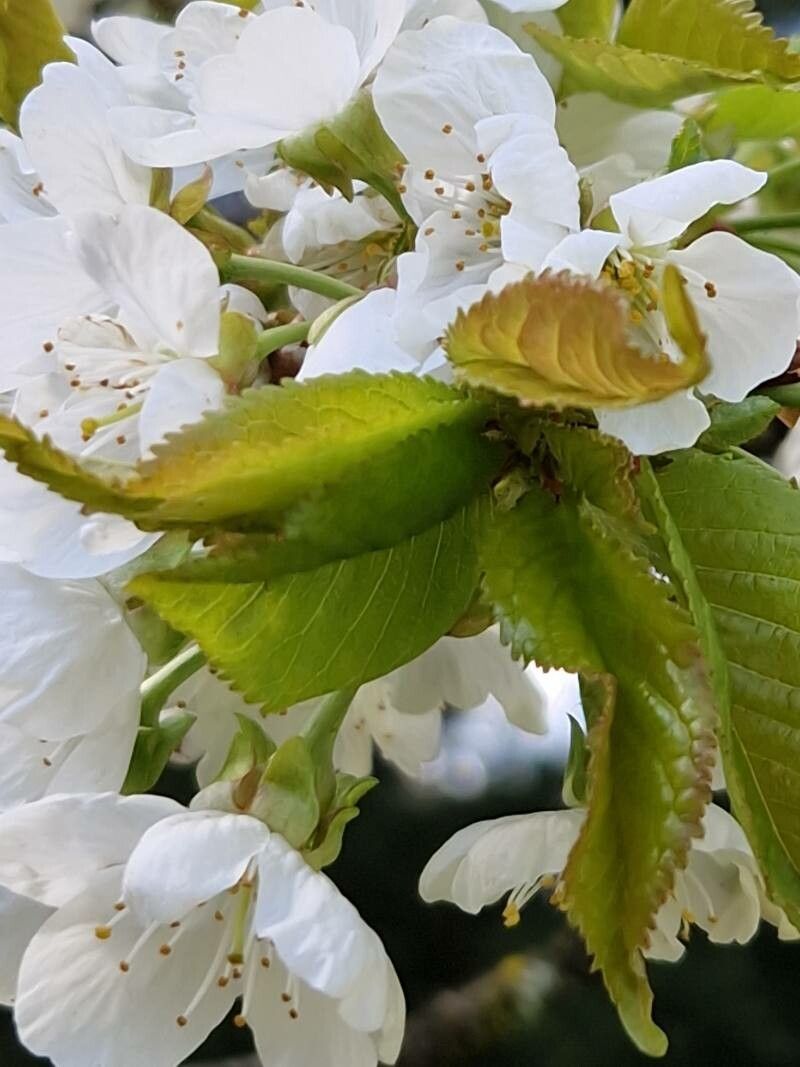 Prunus × gondouinii — houseplant care guide