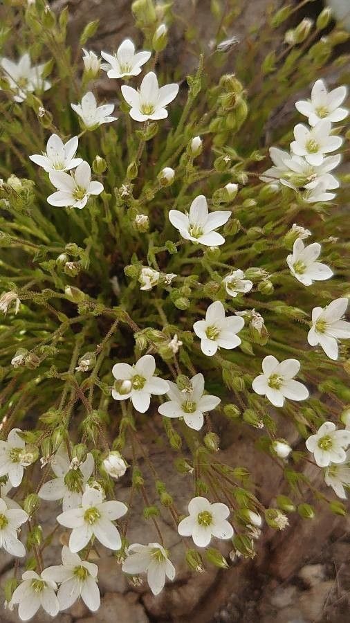 Arenaria hispida leaf