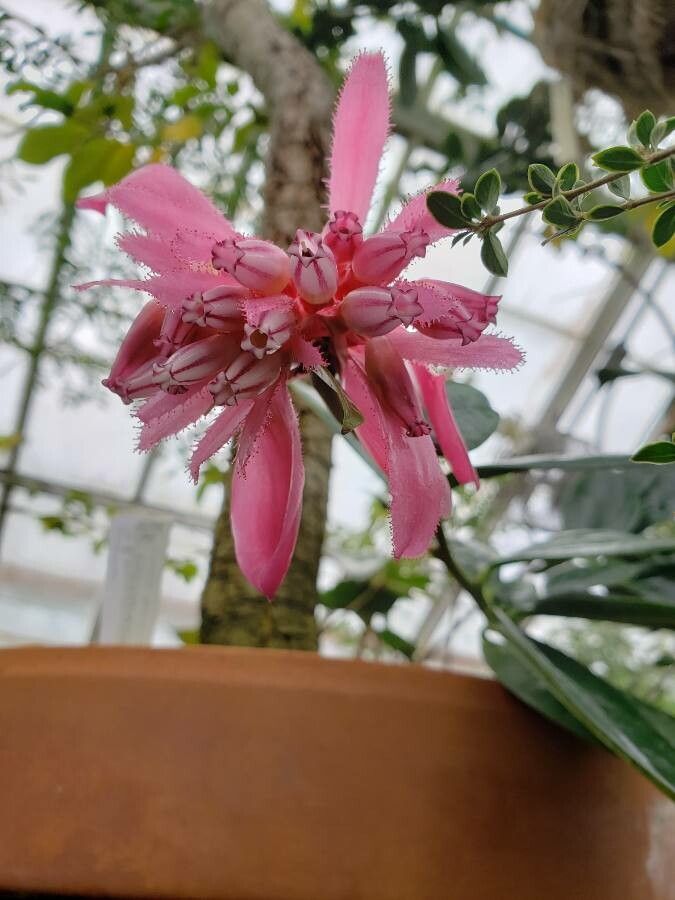 Cavendishia adenophora flower