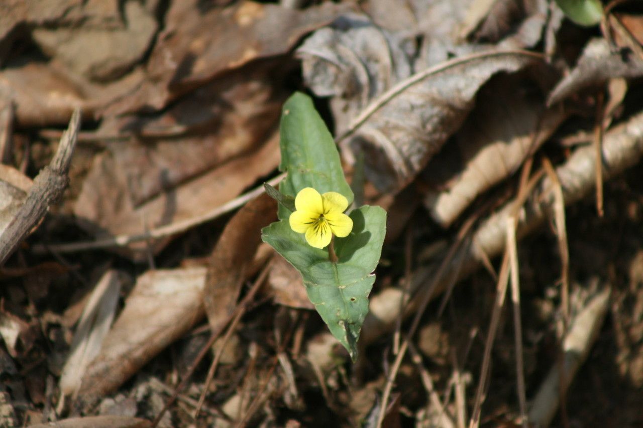 Viola hastata habit
