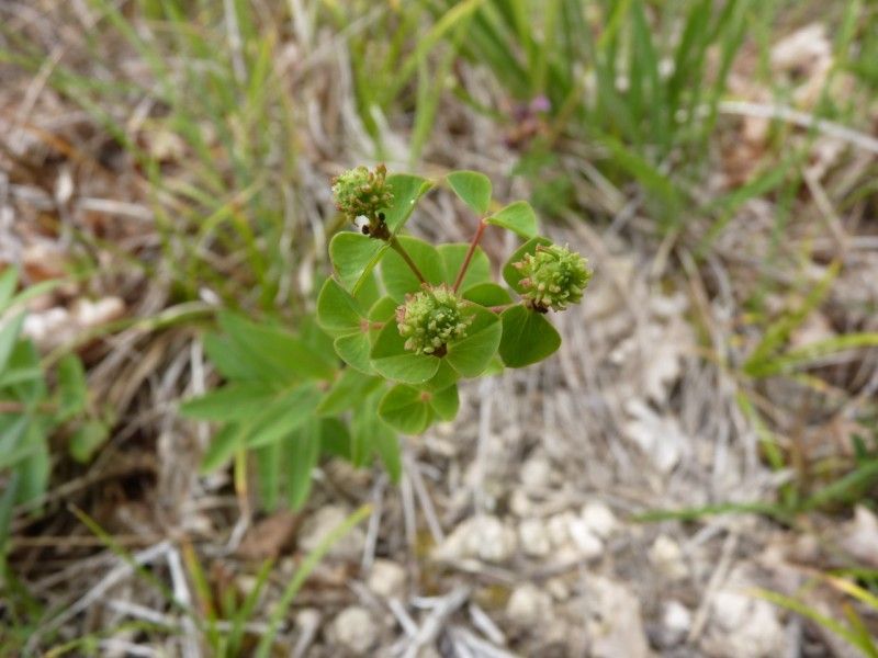 Euphorbia duvalii leaf