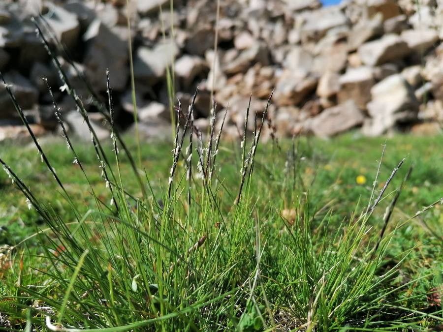 Nardus stricta flower