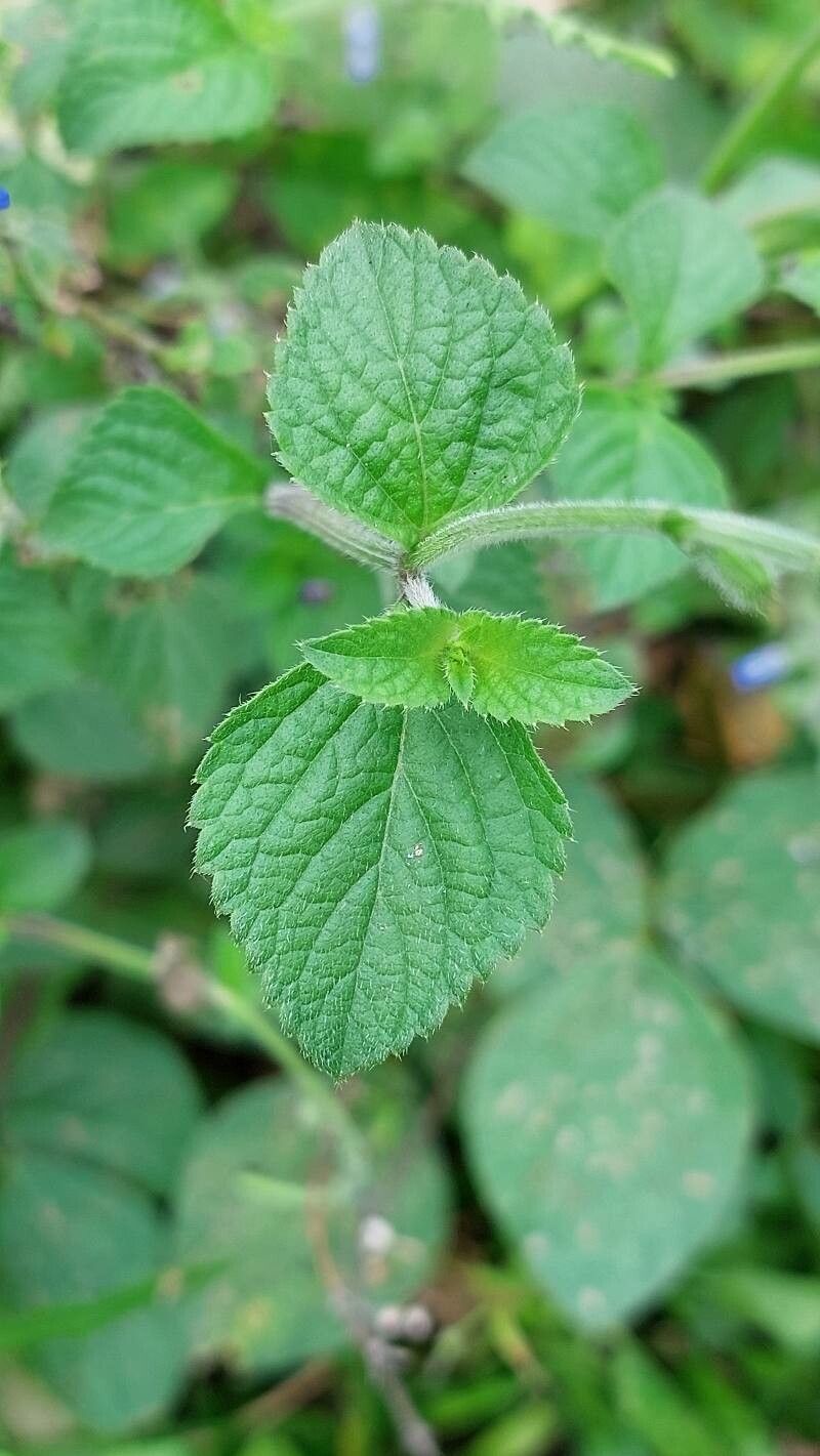 Salvia misella — houseplant care guide