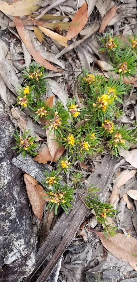 Pultenaea petiolaris habit