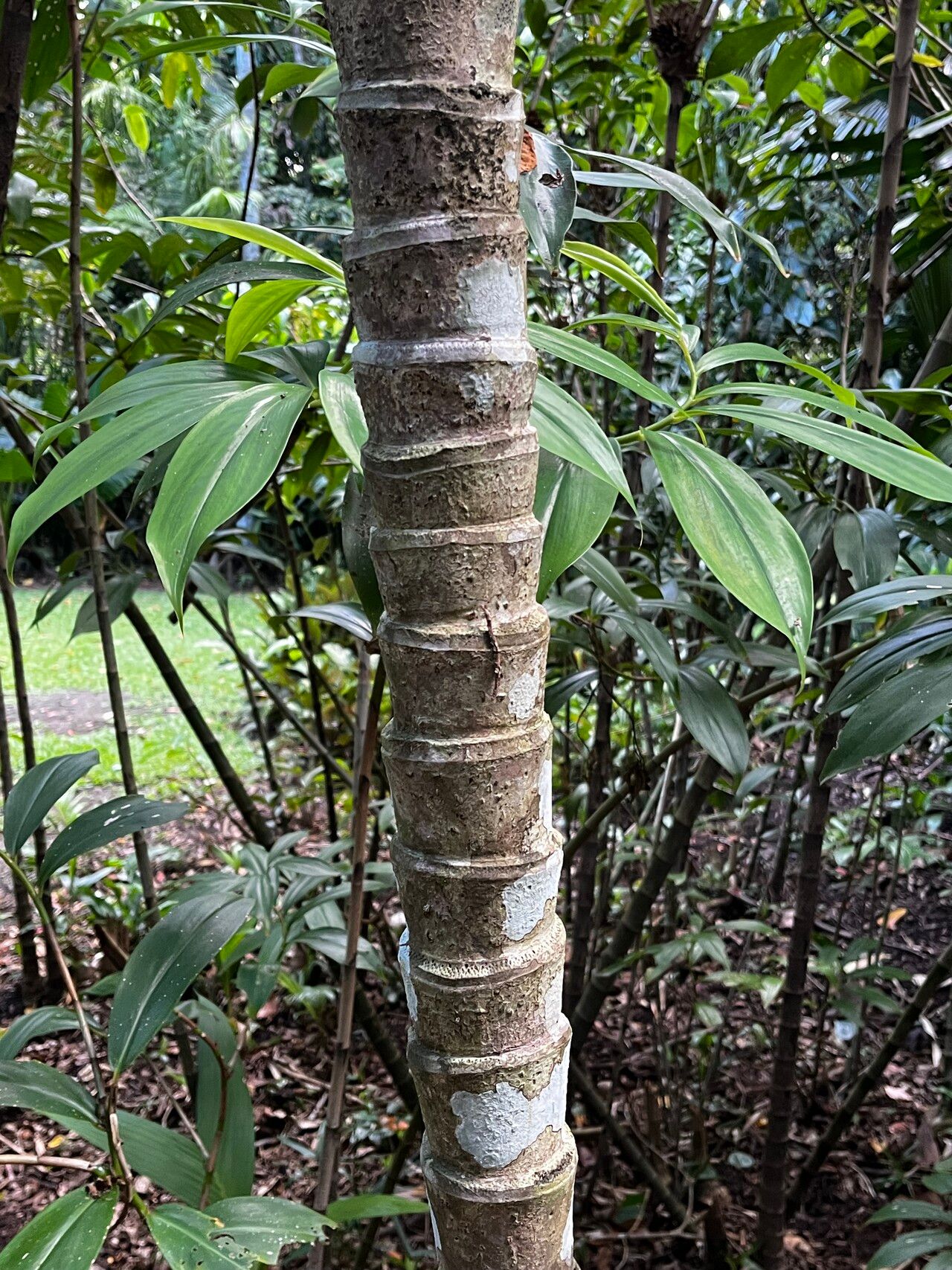 Areca ipot bark