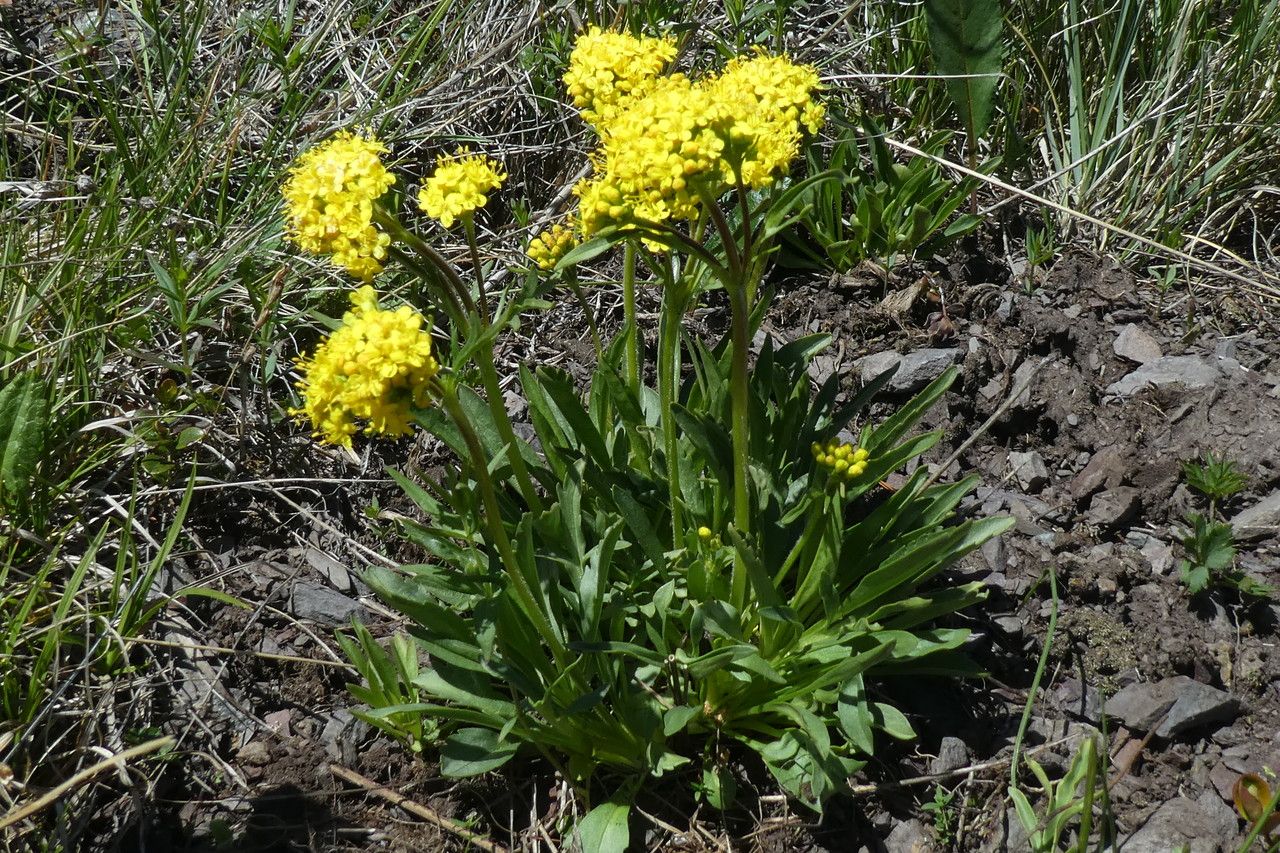 Patrinia sibirica flower
