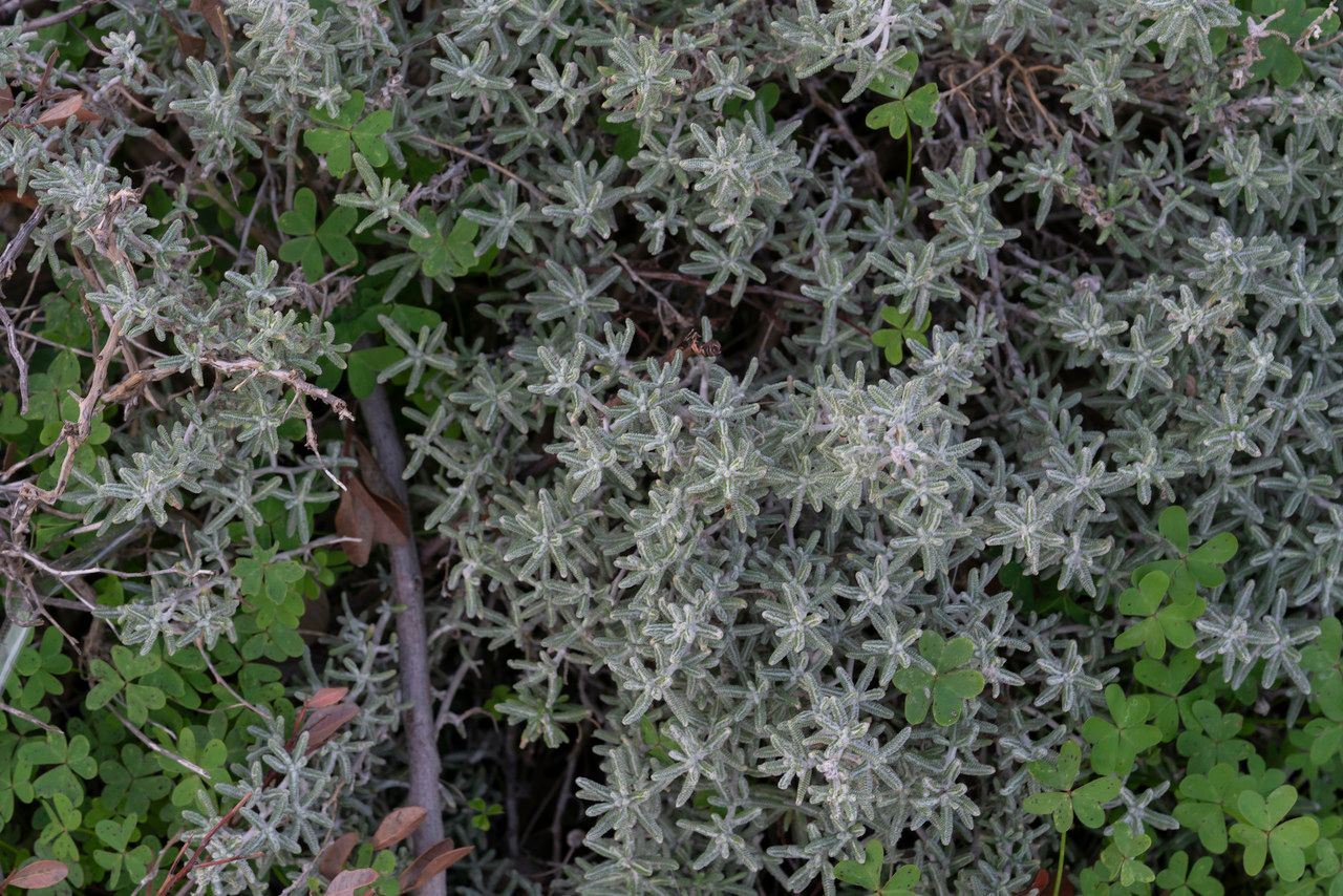 Achillea cretica habit