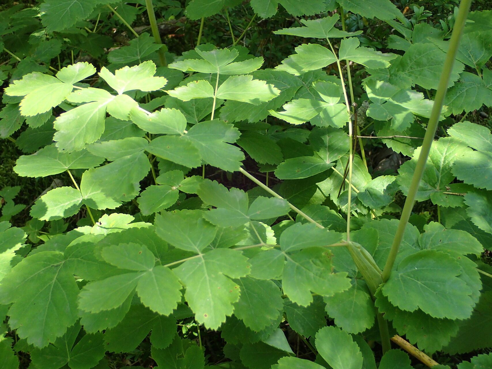 Thapsia nestleri leaf