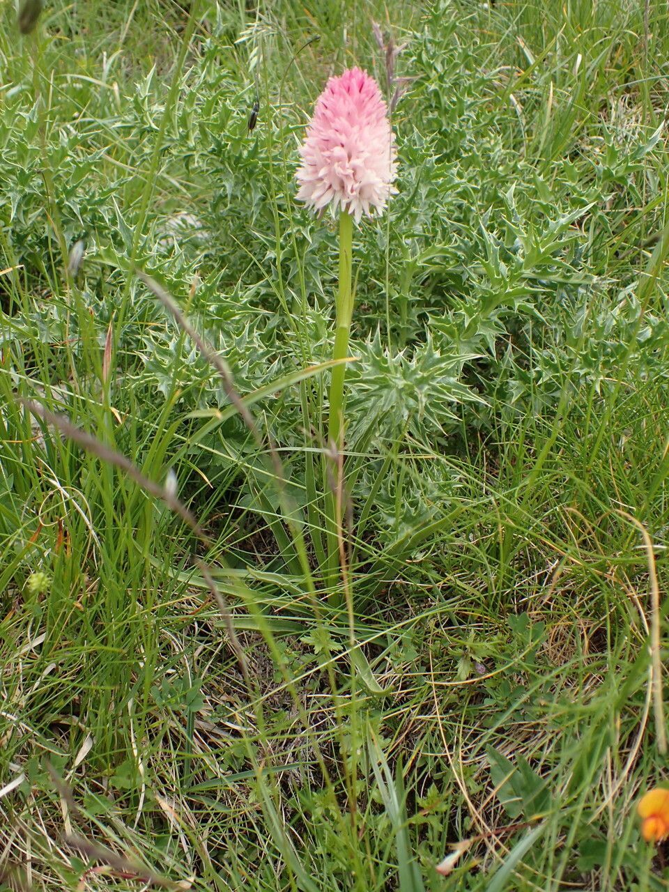 Gymnadenia corneliana habit