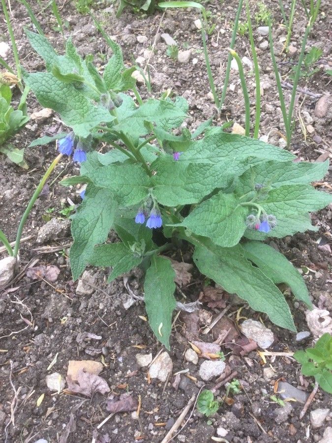 Symphytum × uplandicum habit