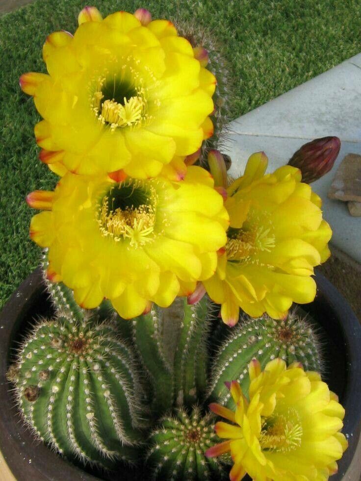 Echinocereus dasyacanthus flower