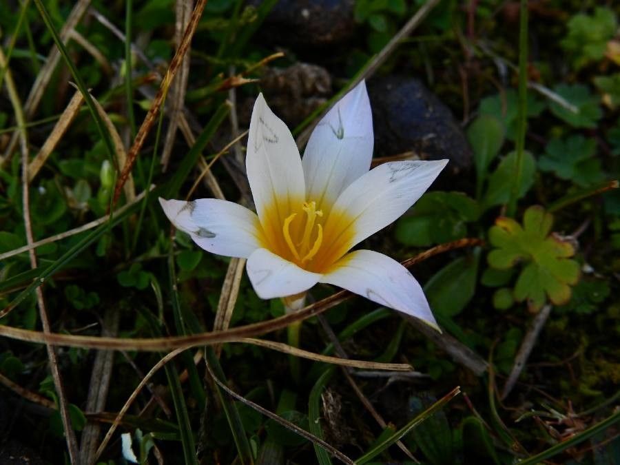 Romulea rollii — search result for 'Romulea'