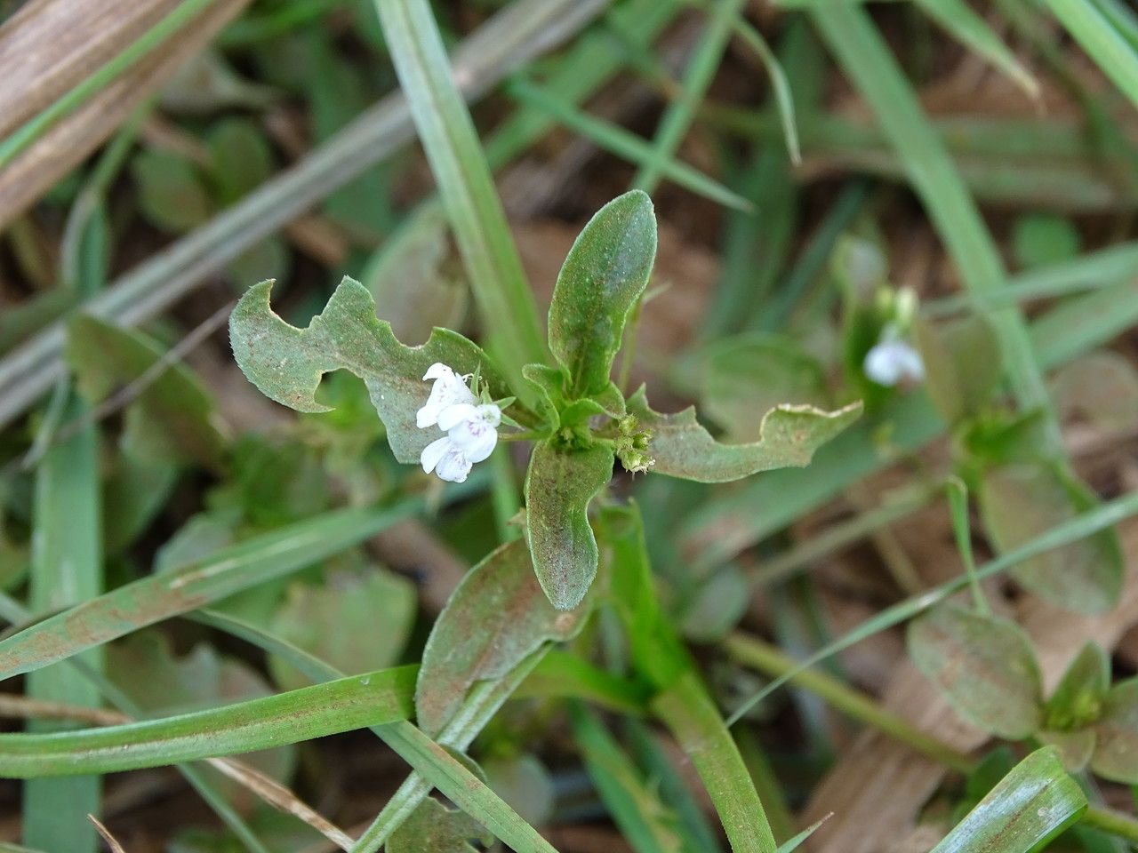 Justicia calyculata — search result for 'Justicia'