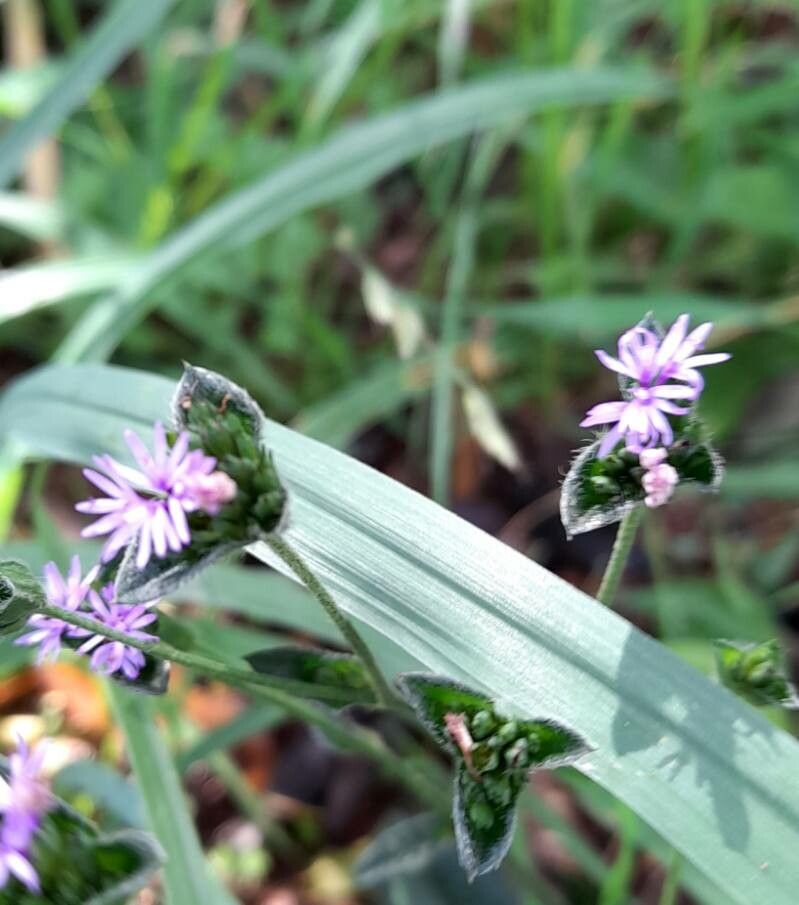 Elephantopus mollis flower