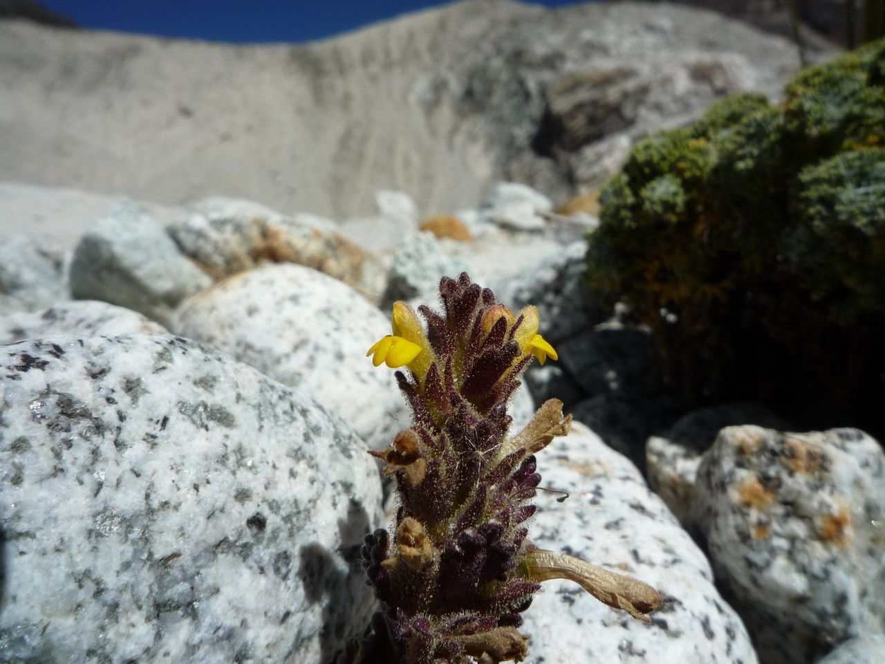 Bartsia crenoloba flower