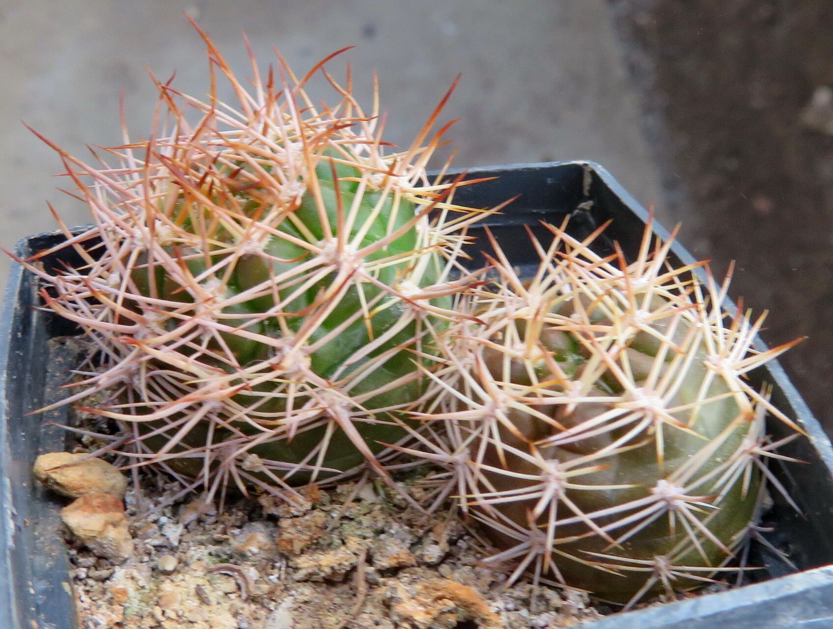 Rebutia neocumingii habit
