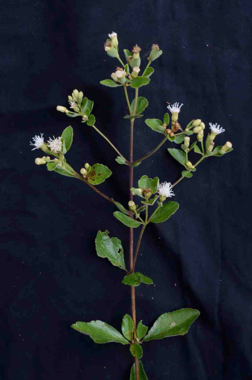 Chromolaena squalida flower