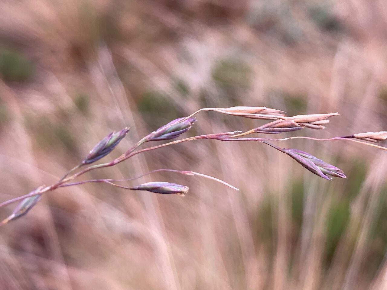 Festuca azucarica flower