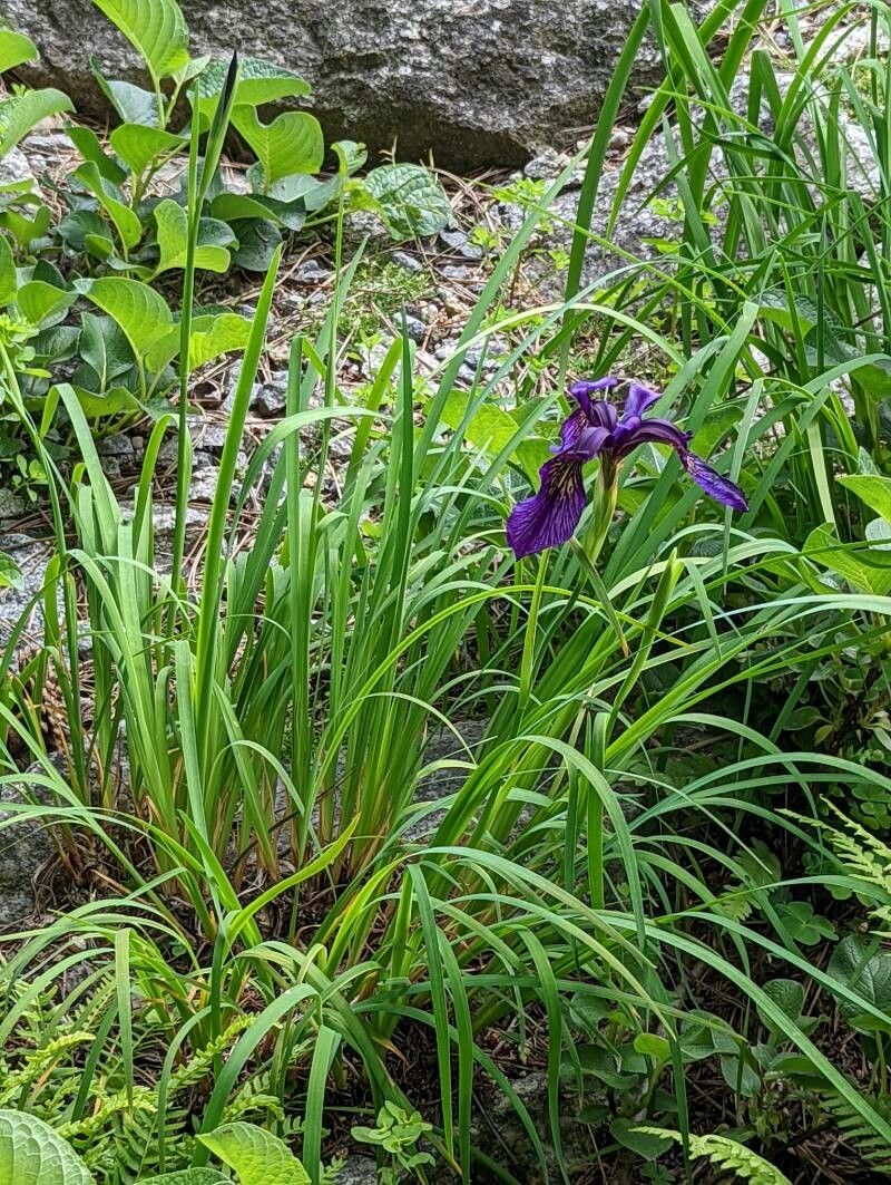 Iris chrysographes habit