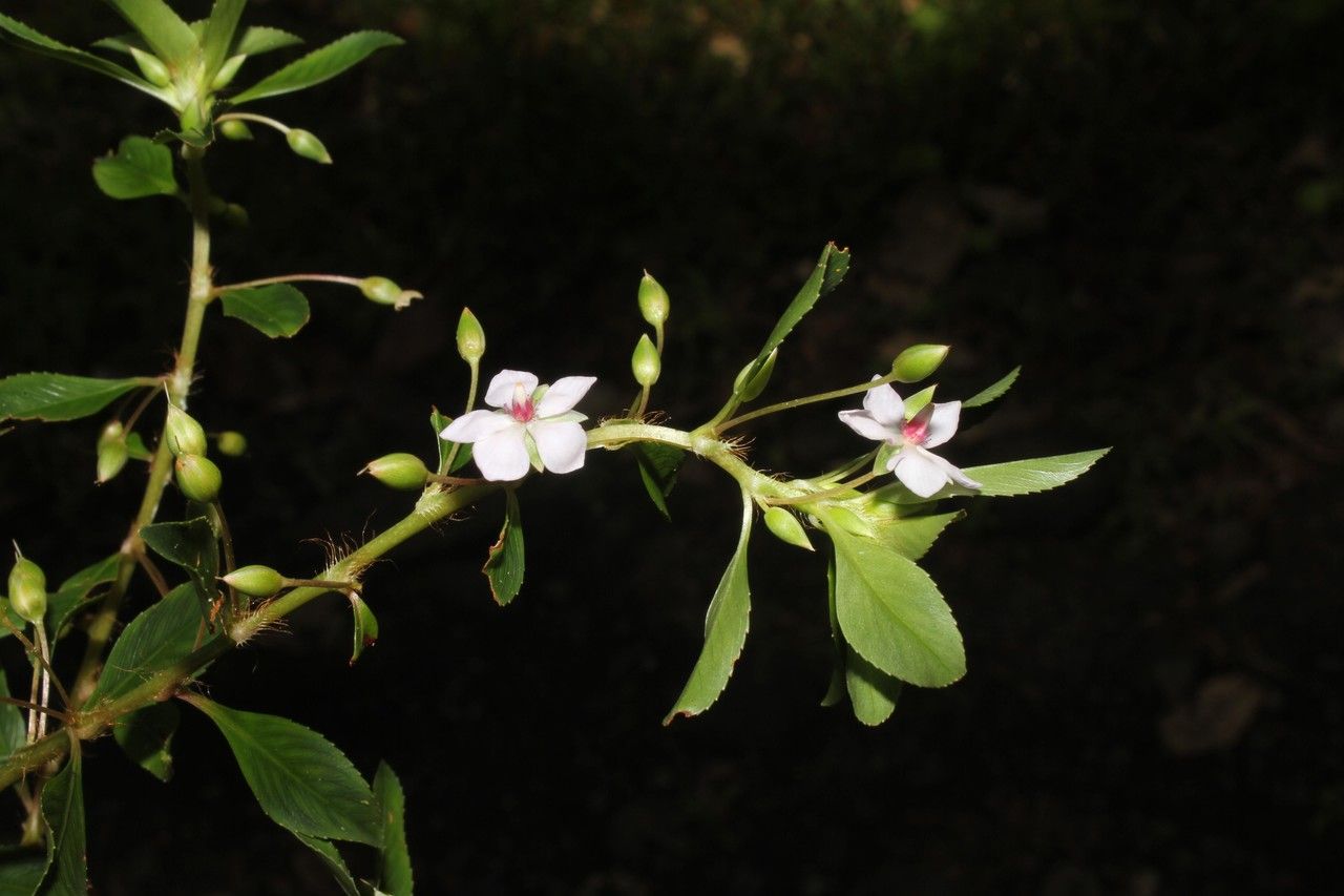 Zapoteca tetragona — houseplant care guide