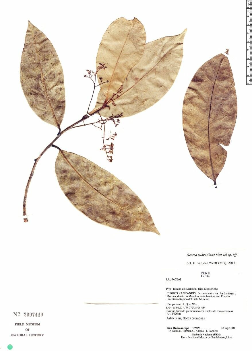 Ocotea subrutilans — houseplant care guide