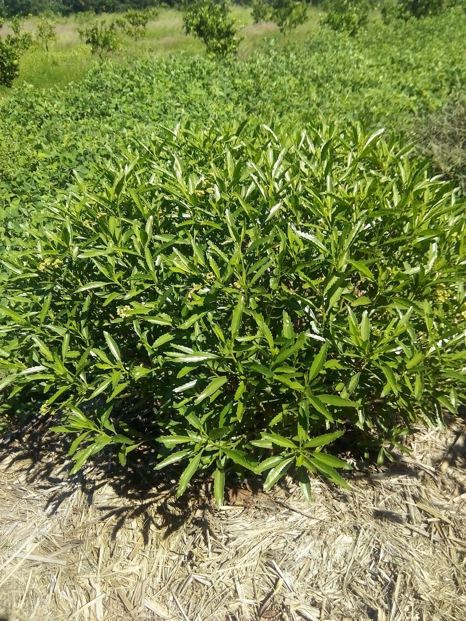 Psiadia dentata habit