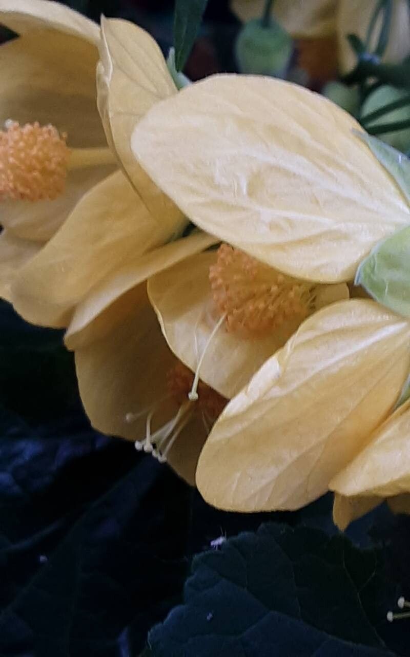 Callianthe darwinii flower