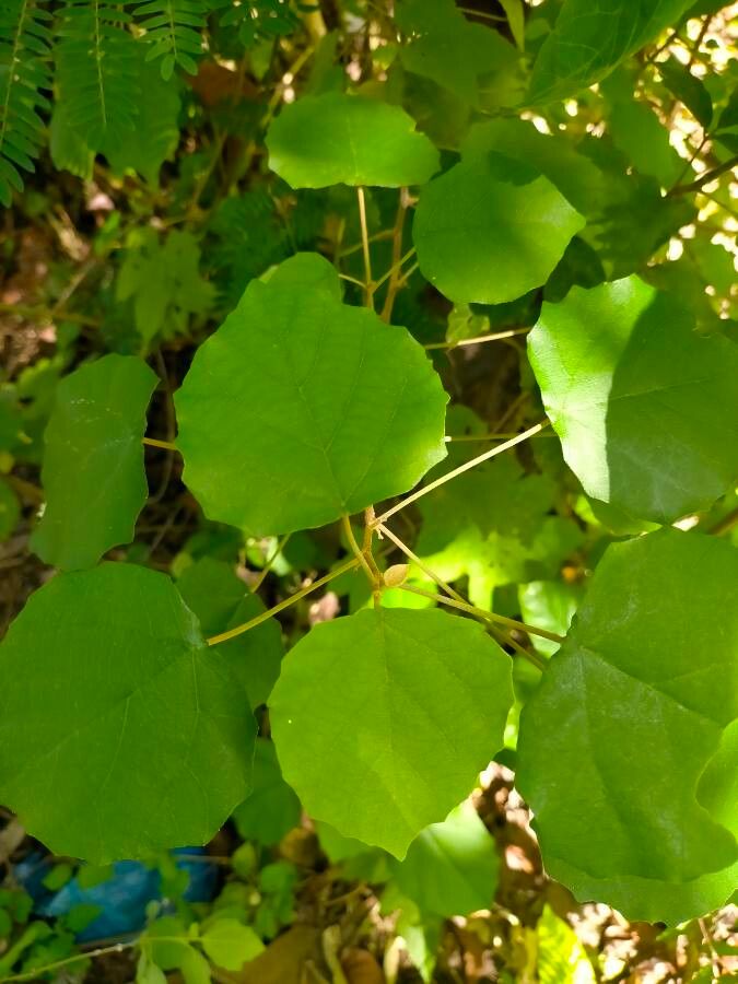 Mallotus repandus — search result for 'Mallotus'