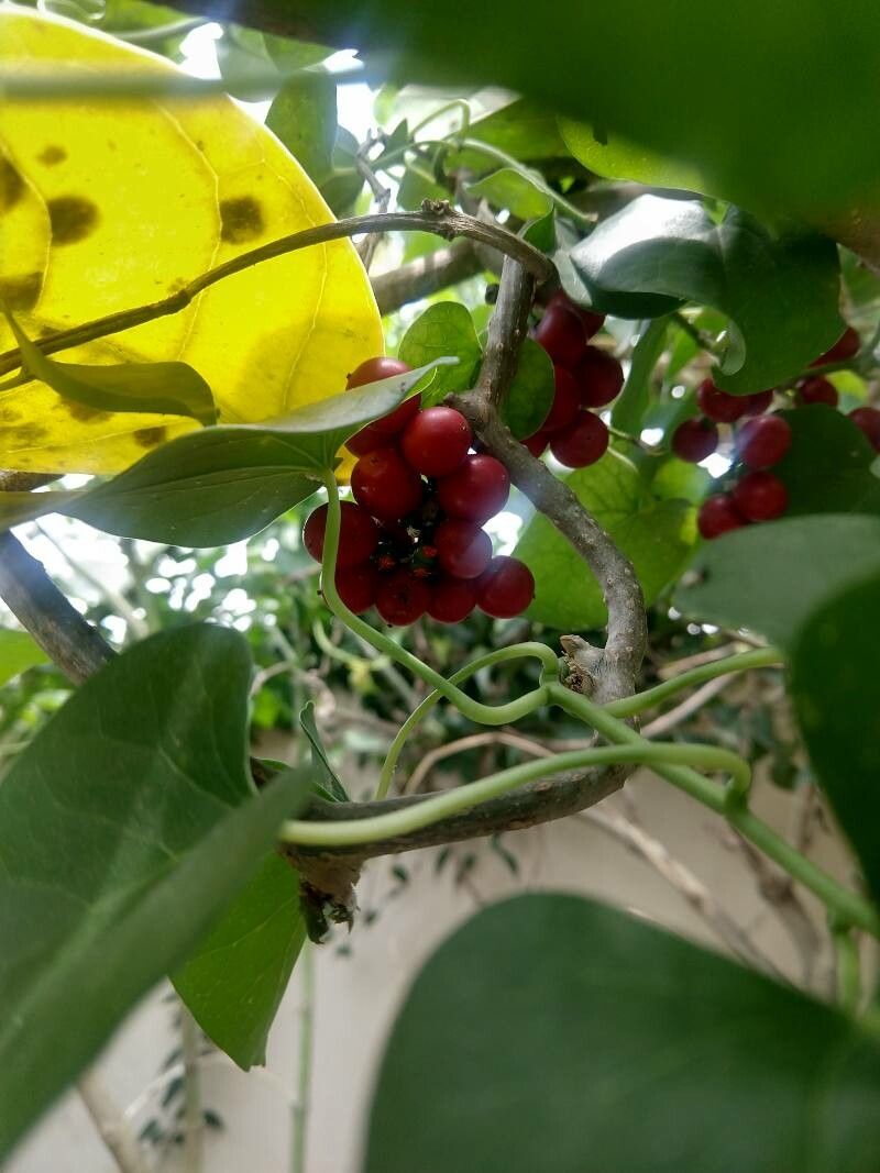 Tinospora crispa fruit