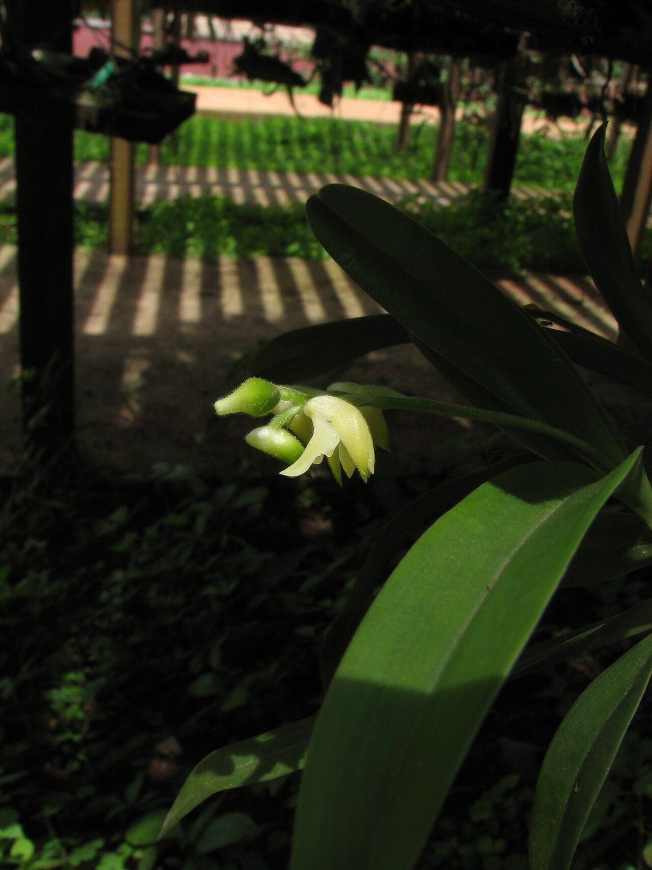 Polystachya obanensis — houseplant care guide