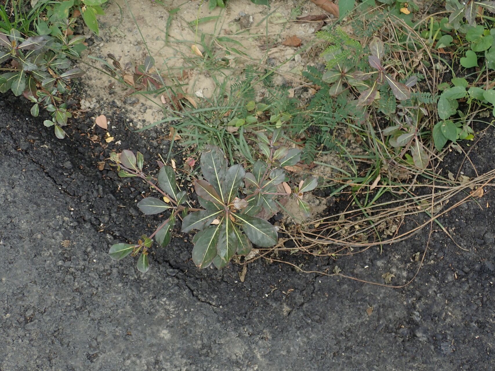 Terminalia neotaliala habit