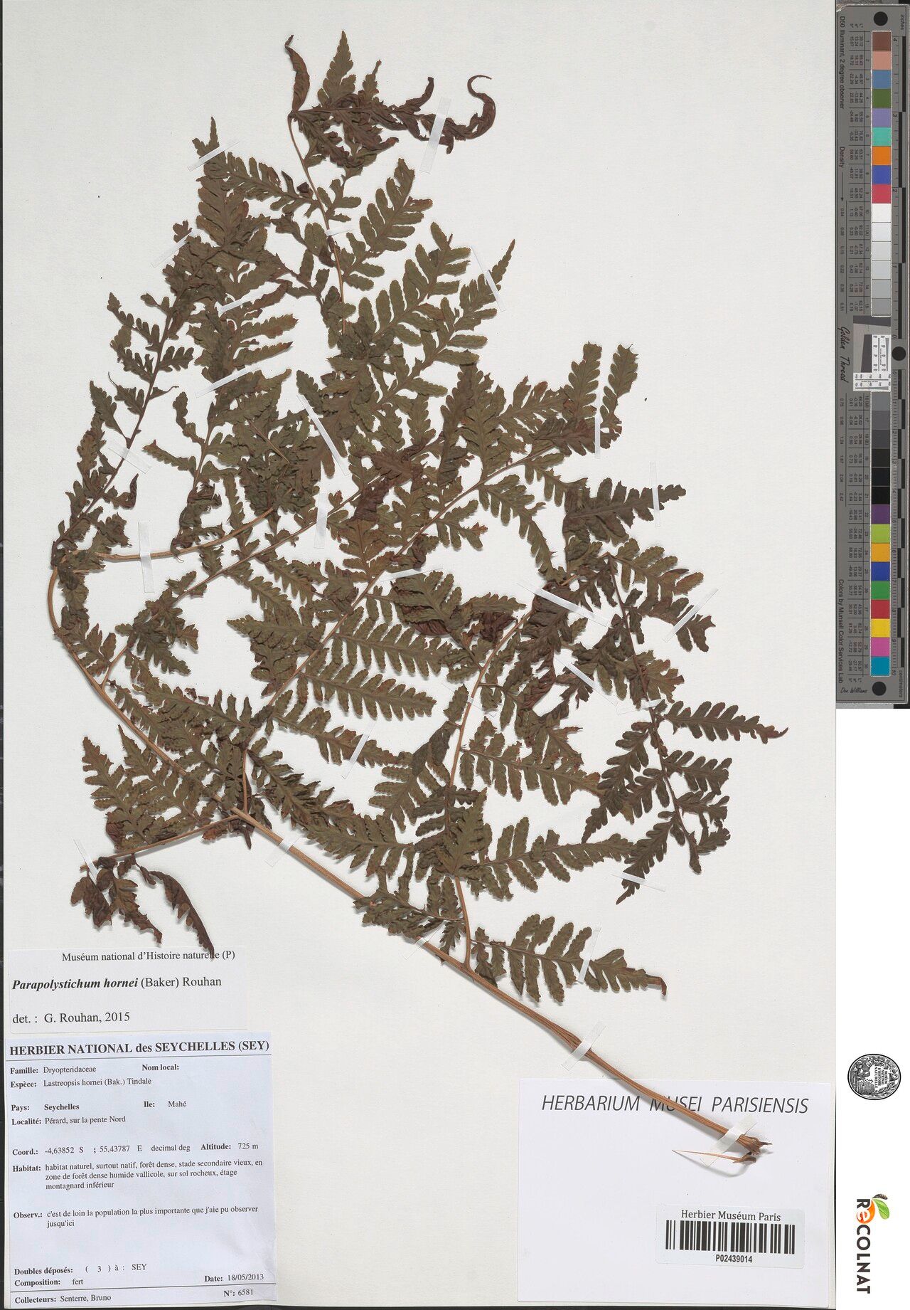 Parapolystichum hornei — houseplant care guide