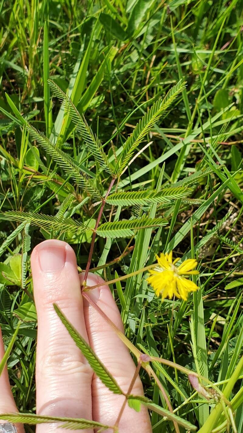 Neptunia pubescens leaf