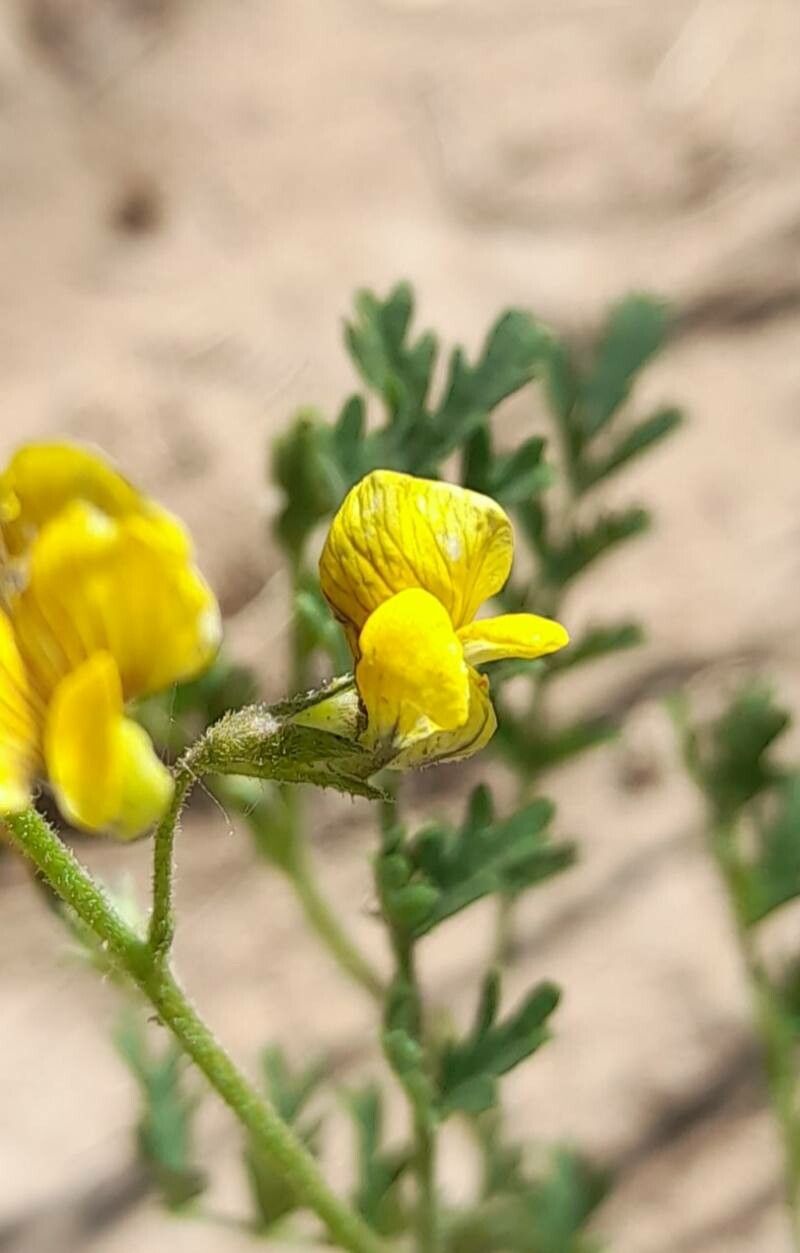 Adesmia muricata flower