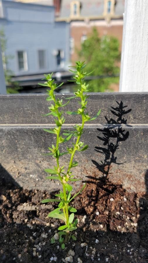 Veronica peregrina — repeat bloomer houseplant