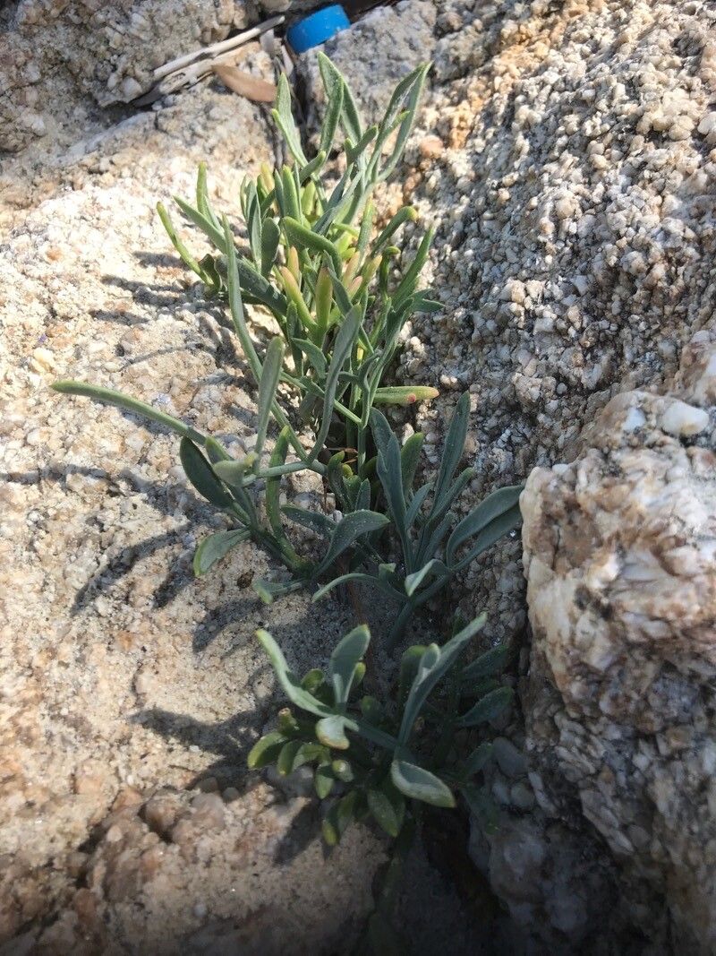 Eschscholzia parishii — search result for 'Papaveraceae'
