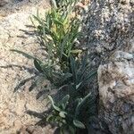 Eschscholzia parishii