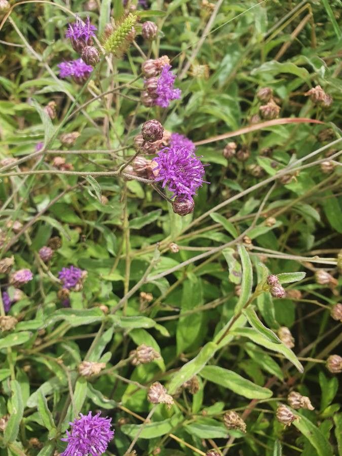 Gutenbergia boranensis flower